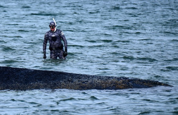 26.03.2026, Schleswig-Holstein, Timmendorfer Strand: Robert Marc Lehmann, Biologe, untersucht den gestrandeten Wal in der Ostsee. Heute soll ein neuer Rettungsversuch f�r das Tier unternommen werden.  ...
