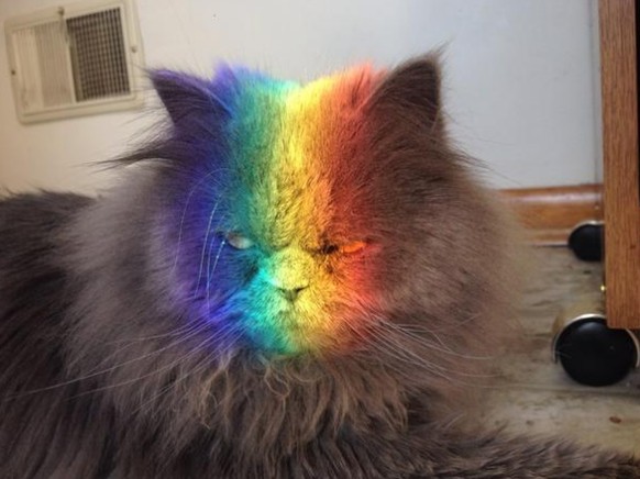 Regenbogenkatze
http://imgur.com/gallery/cR3WG