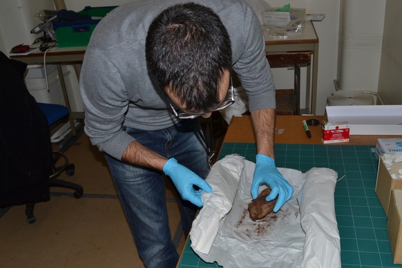 Claudio Ottoni entnimmt den Überresten einer mumifizierten Katze Proben.