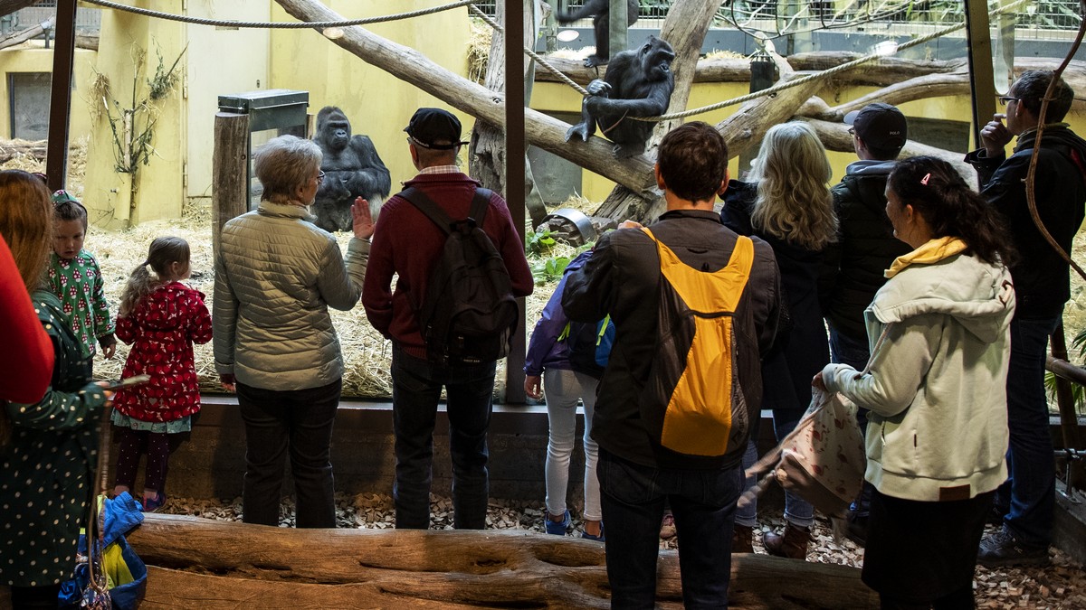 Z-rcher-Forschende-Zoos-sollen-berz-hlige-Tiere-gezielt-t-ten