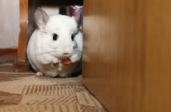 Chinchilla