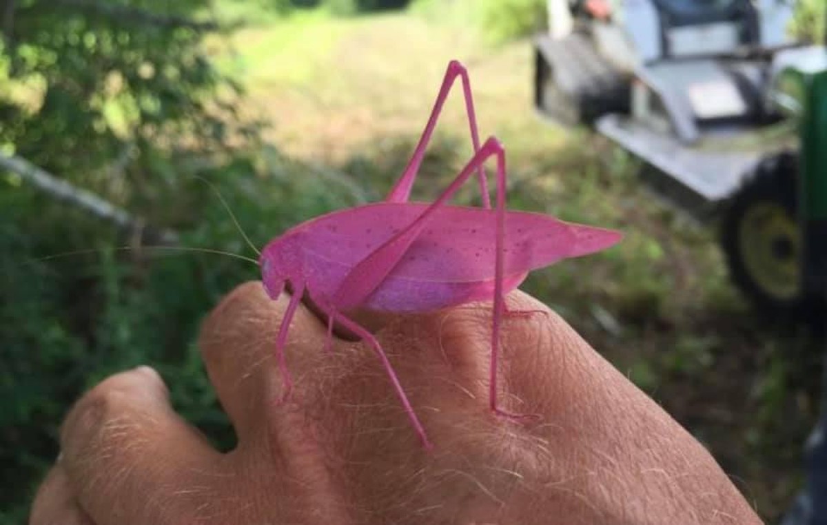 Normale Tiere und andere Dinge in besonderen Farben und darum von besonderer Schönheit.