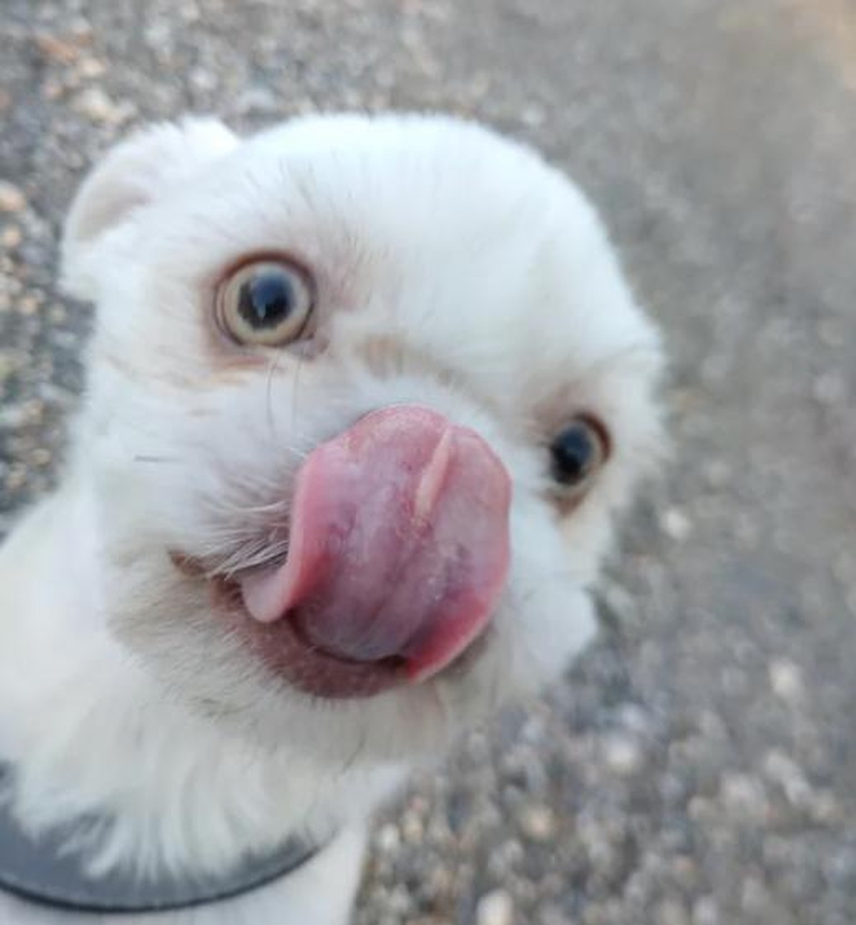 Hund