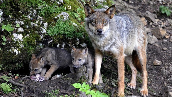 ZUM ENTSCHEID DES STAENDERATS, DEN SCHUTZ DES WOLFS NICHT AUFZUHEBEN, STELLEN WIR IHNEN AM MITTWOCH 9. MAERZ 2016 FOLGENDES BILDMATERIAL ZUR VERFUEGUNG --- Two wolf cubs born end of May eat under the  ...