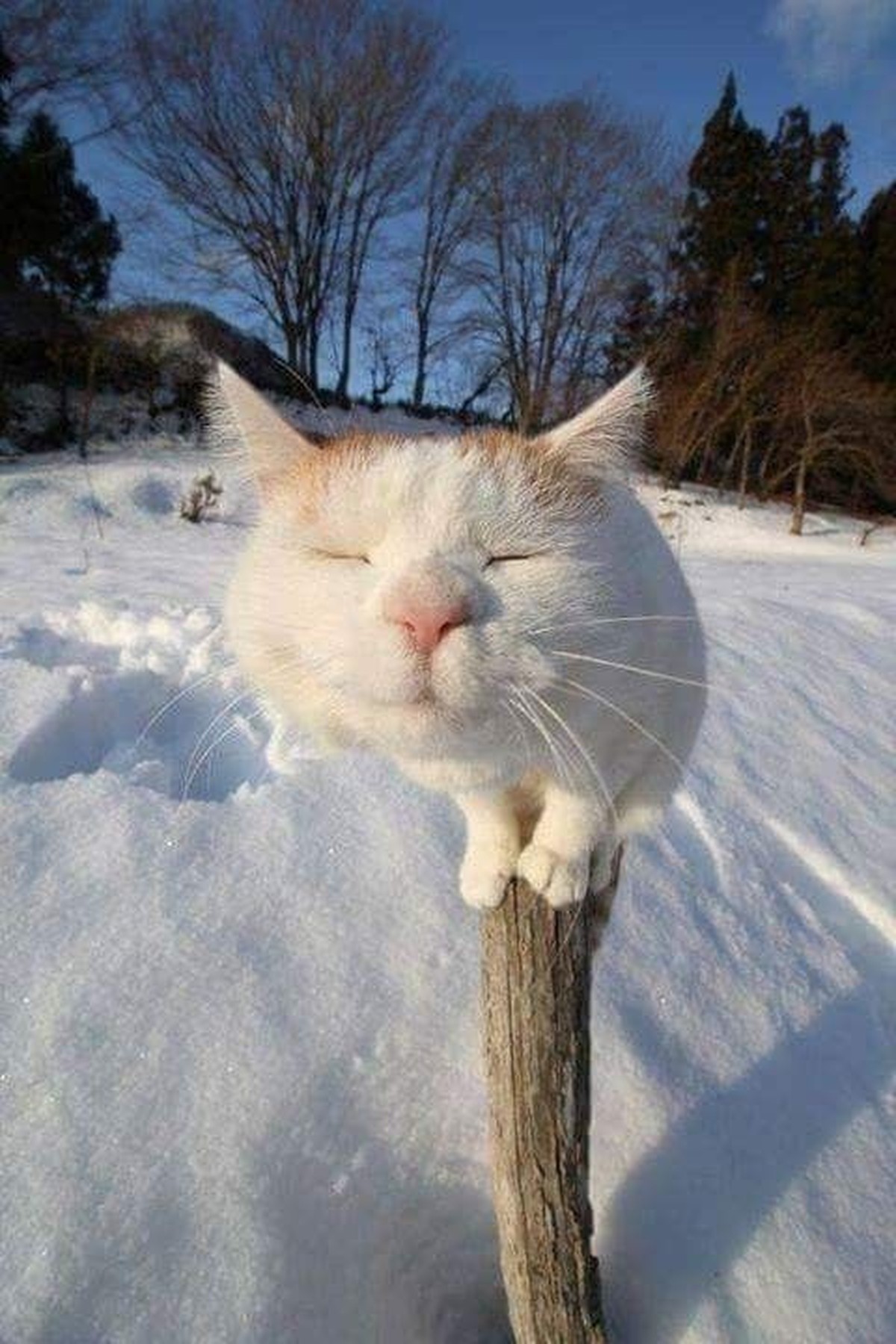 cute news tier katze

https://ch.pinterest.com/pin/27021666509159453/