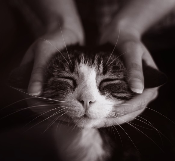 http://img13.deviantart.net/3941/i/2013/124/6/a/the_head_massage_by_leeislee-d644z29.png KAtzen Kopfmassage