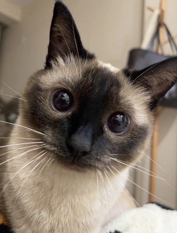 nice news animal cat https://imgur.com/gallery/HWgLfRN