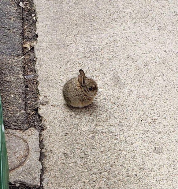 Cute News: Die herzigsten Tierbilder aus dem Internet.