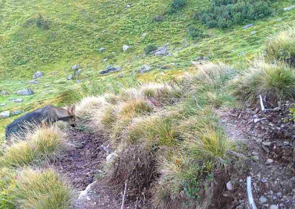 Ein junger Wolf tappt in die Fotofalle.