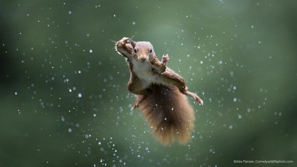 Comedy Wildlife Photography Awards 2022