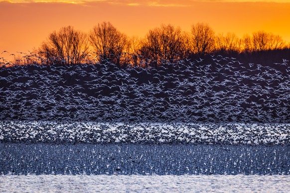 epa10459064 A flock of snow geese takes off from the Middle Creek Wildlife Management Area near Kleinfeltersville, Pennsylvania, USA, 10 February 2023. A new strain of the virulent H5N1 bird flu virus ...
