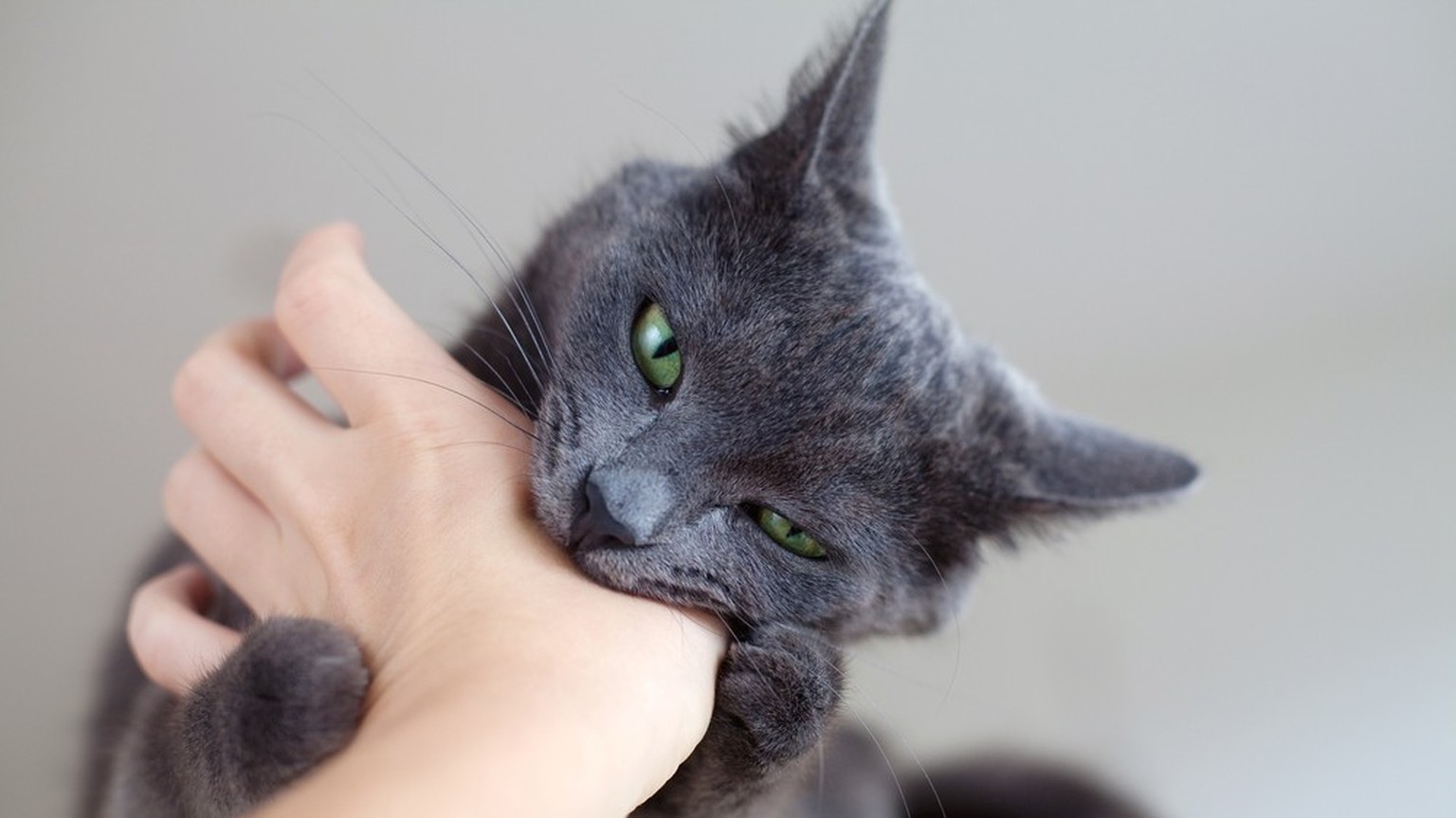 Katzenbiss, Katze beisst: Warum du zum Arzt gehen solltest.