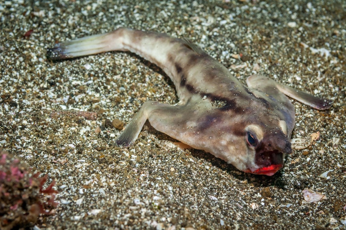 Weird sea life in the Galapagos. Red-lipped batfish (Ogcocephalus darwini) lying on sandy seabed. Isabella Island, Galapagos, September.