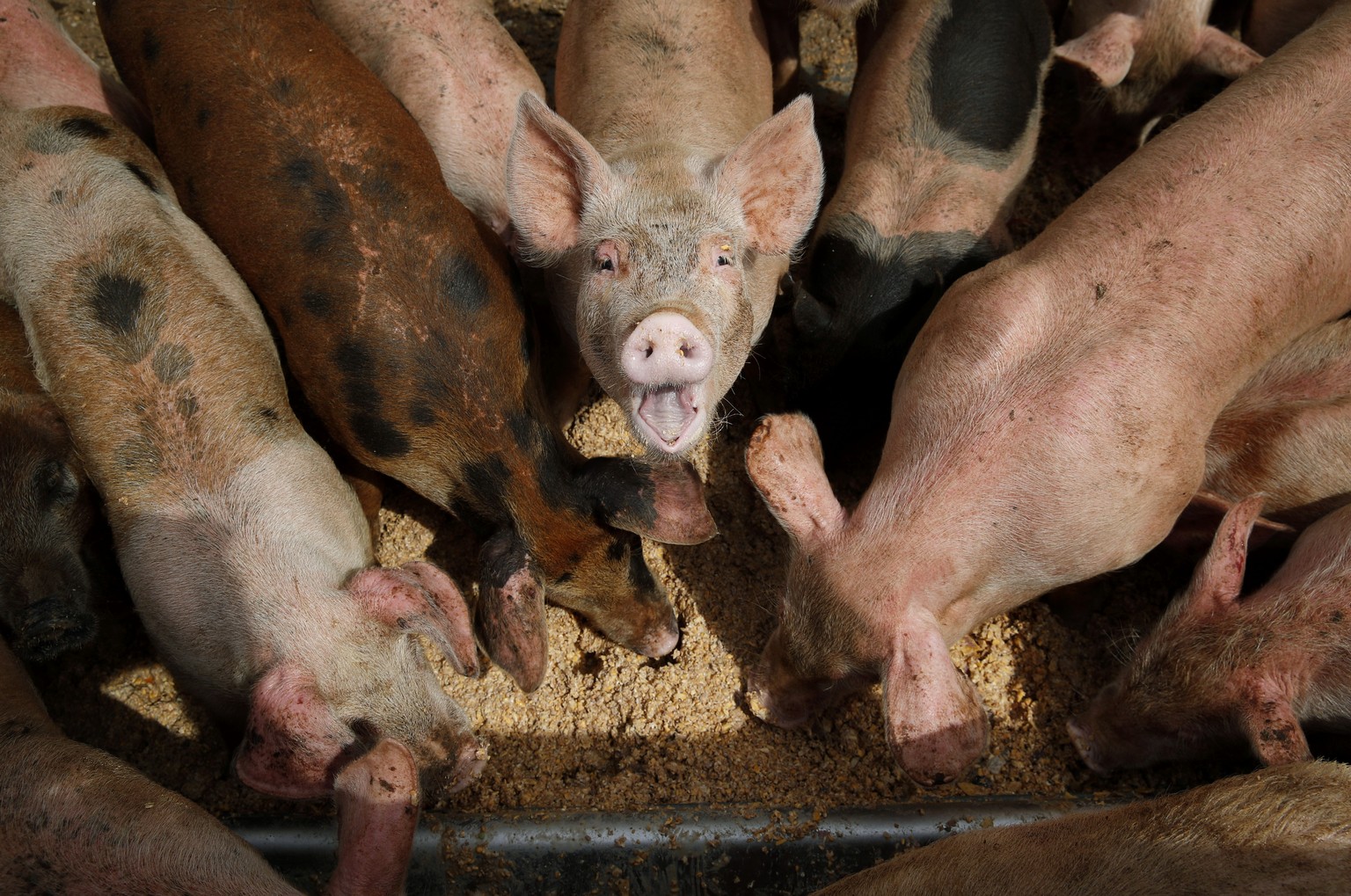 FILE - Pigs eat from a trough at the Las Vegas Livestock pig farm in Las Vegas, April 2, 2019. The Biden administration on Tuesday, Aug. 15, 2023, rejected pleas to strengthen regulation of large live ...