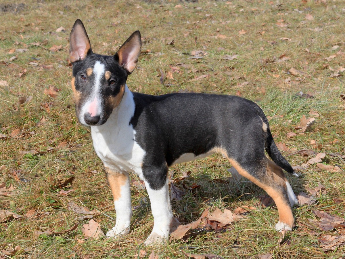 Miniature Bull Terrier in the autumn garden Copyright: xRadomirxRenýx/xDesignxPicsx , 32074343 PUBLICATIONxINxGERxSUIxAUTxONLY Copyright: RadomirxRenýx/xDesignxPics 32074343