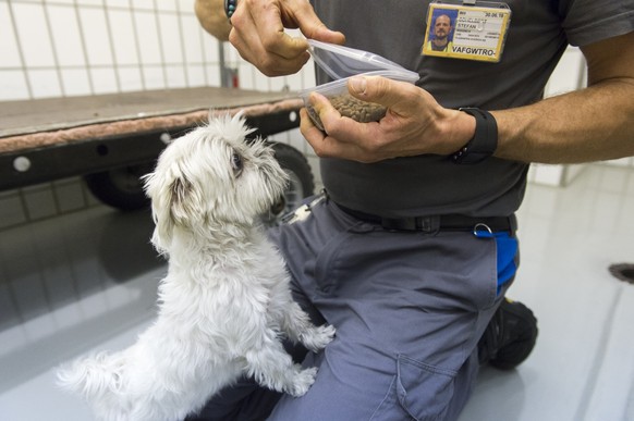 Von menschlichen Passagieren gemocht, von «Fiffi» verehrt: Ein Malteser-Mischling wird auf eine Flugreise vorbereitet.