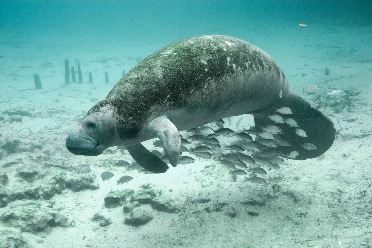 cute news tier manatee Karibik-Manati (Trichechus manatus) Rundschwanzseekuh