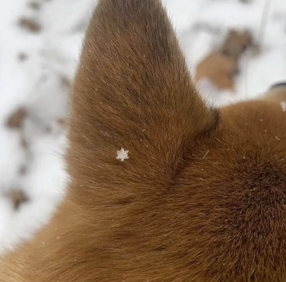 Die besten Tierbilder der Woche: Hund mit Schneeflocke