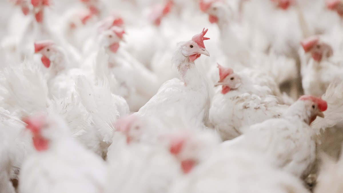 Legehennen in einem einem Huehnerstall, am Donnerstag, 9. Dezember 2021 in Wegenstetten. Nach Ausbruch einer hochansteckenden Variante der Vogelgrippe (Aviaeren Influenza) in Huentwangen, fuehren die  ...