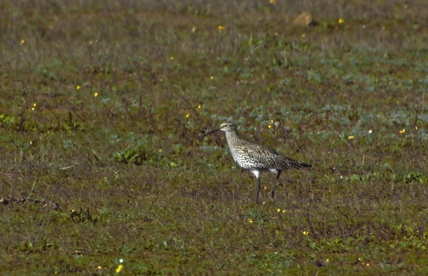 Dunbekwulp, Slender-billed Curlew, Numenius tenuirostris Een van de laatste Dunbekwulpen ooit One of the last Slender-billed Curlews ever. Photographed Merja Zegra Lagoon, Morocco. Merja Zerga Lagoon  ...