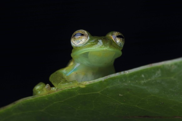 glasfrosch ** glasfrosch 539-nqm