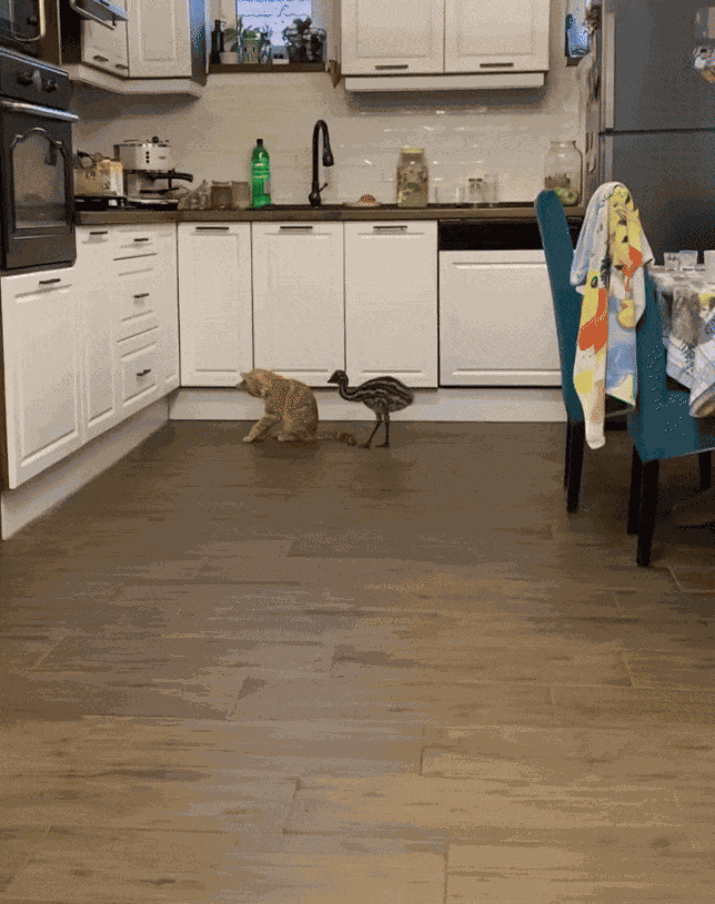 Animiertes GIF