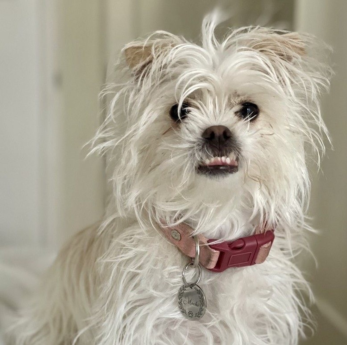Mochi, un mélange de Chihuahua et de Jack Russell Terrier, avait tout pour plaire, mais il n'a pas pu mettre la patte sur le podium. Agé de seulement neuf mois, ce Californien pure souche a participé  ...