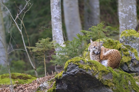 Liegender Luchs Lynx lynx auf einem moosbedeckten Felsen im Wald, Captive, Bayern, Deutschland, Europa Lying lynx Lynx lynx on a moss-covered rock in the forest, Captive, Bavaria, Germany, Europe Copy ...