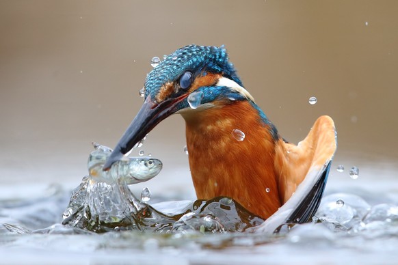 cute news tier eisvogel