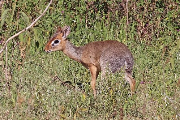 Dikdik