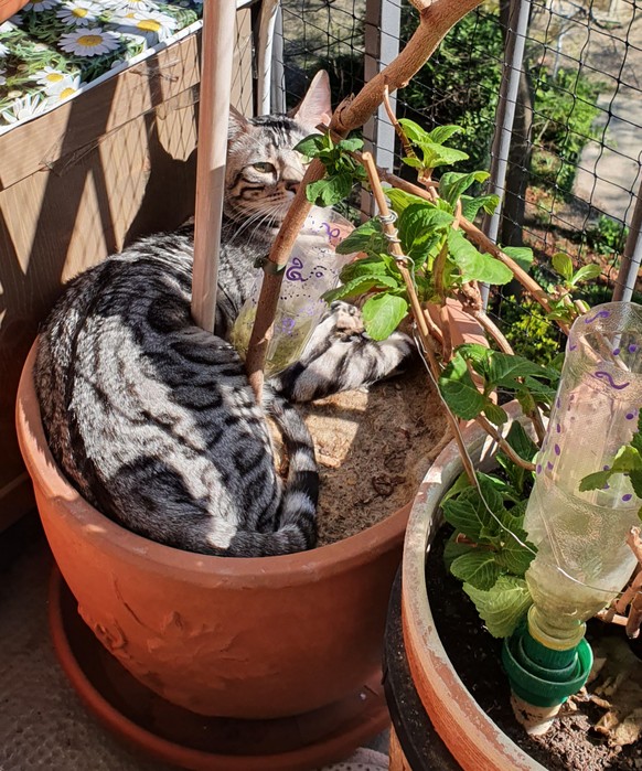 36 Tiere, die den Frühling in (mehr oder weniger) vollen Zügen geniessen
Vielen Dank für die wirklich cute Kombi von Tierli u d Blüemli! Ich hab auch gerade eine Katze eingetopft...