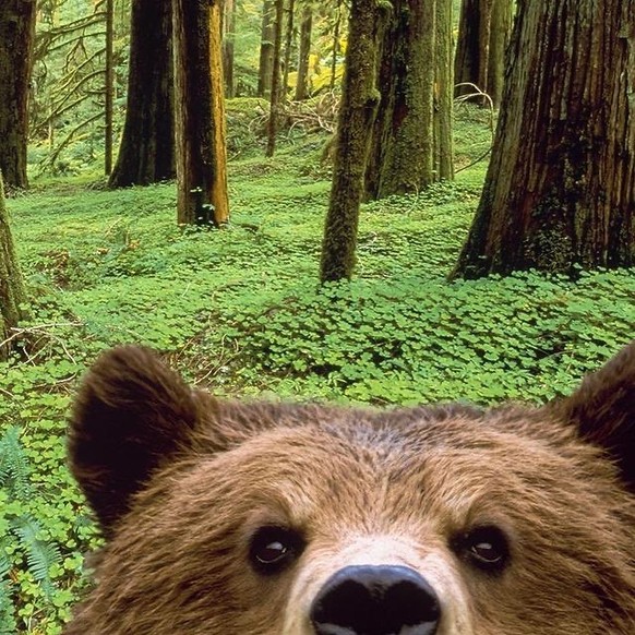cute news tier bären und wildtierkameras

https://www.instagram.com/p/C0mAN2BvMQU/?img_index=0