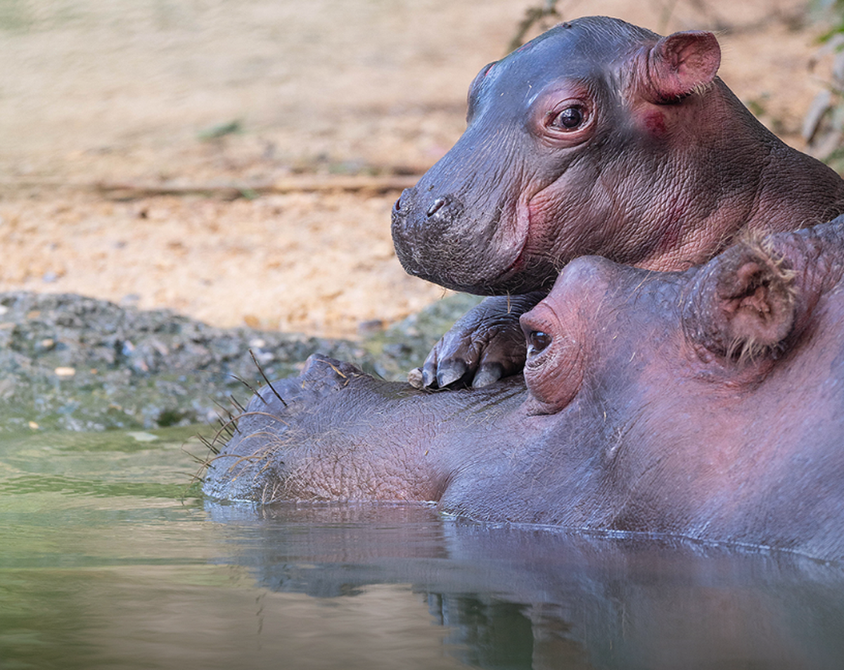 Zoo Basel