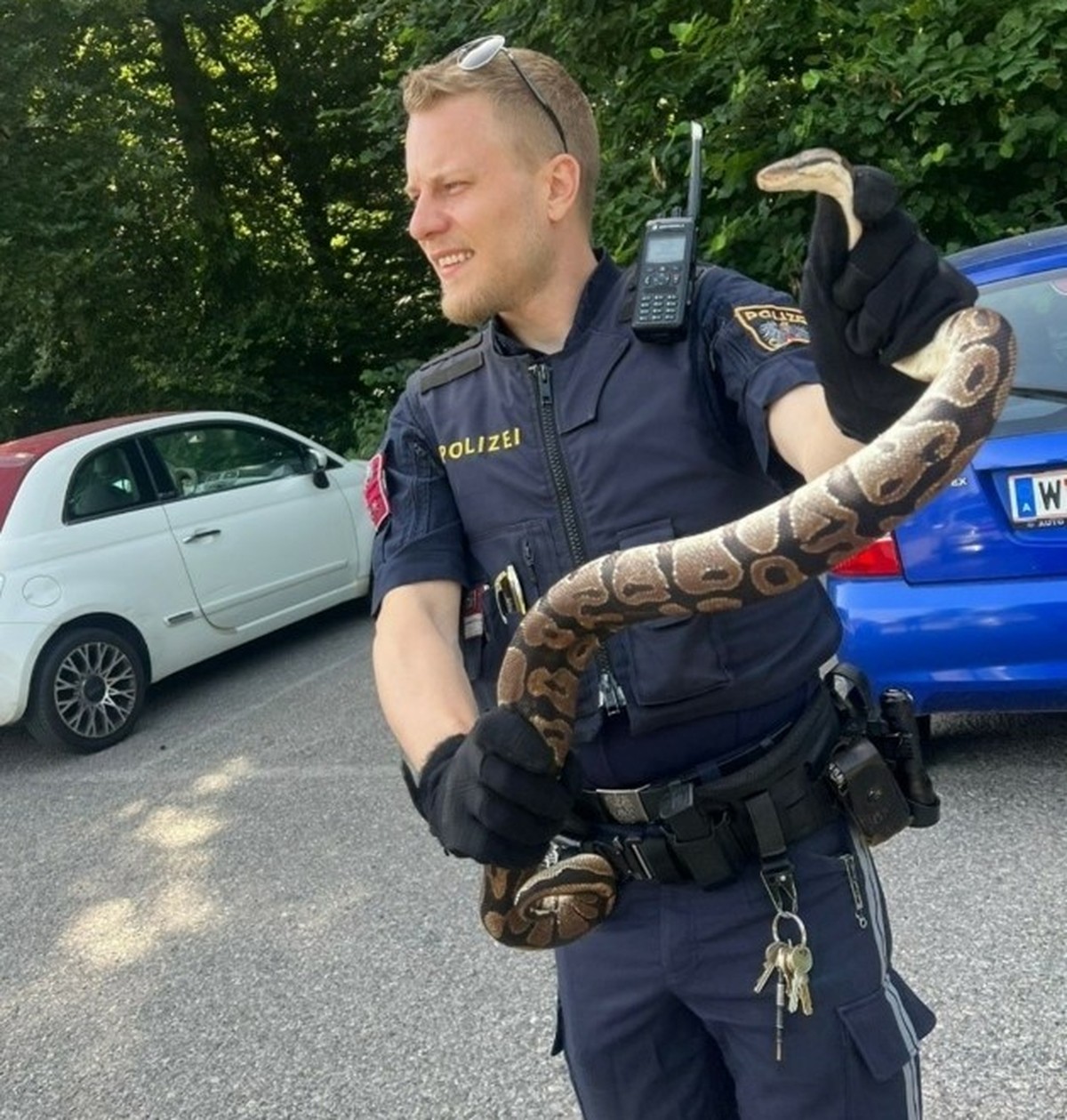 Polizei in Wien rettet Königspython