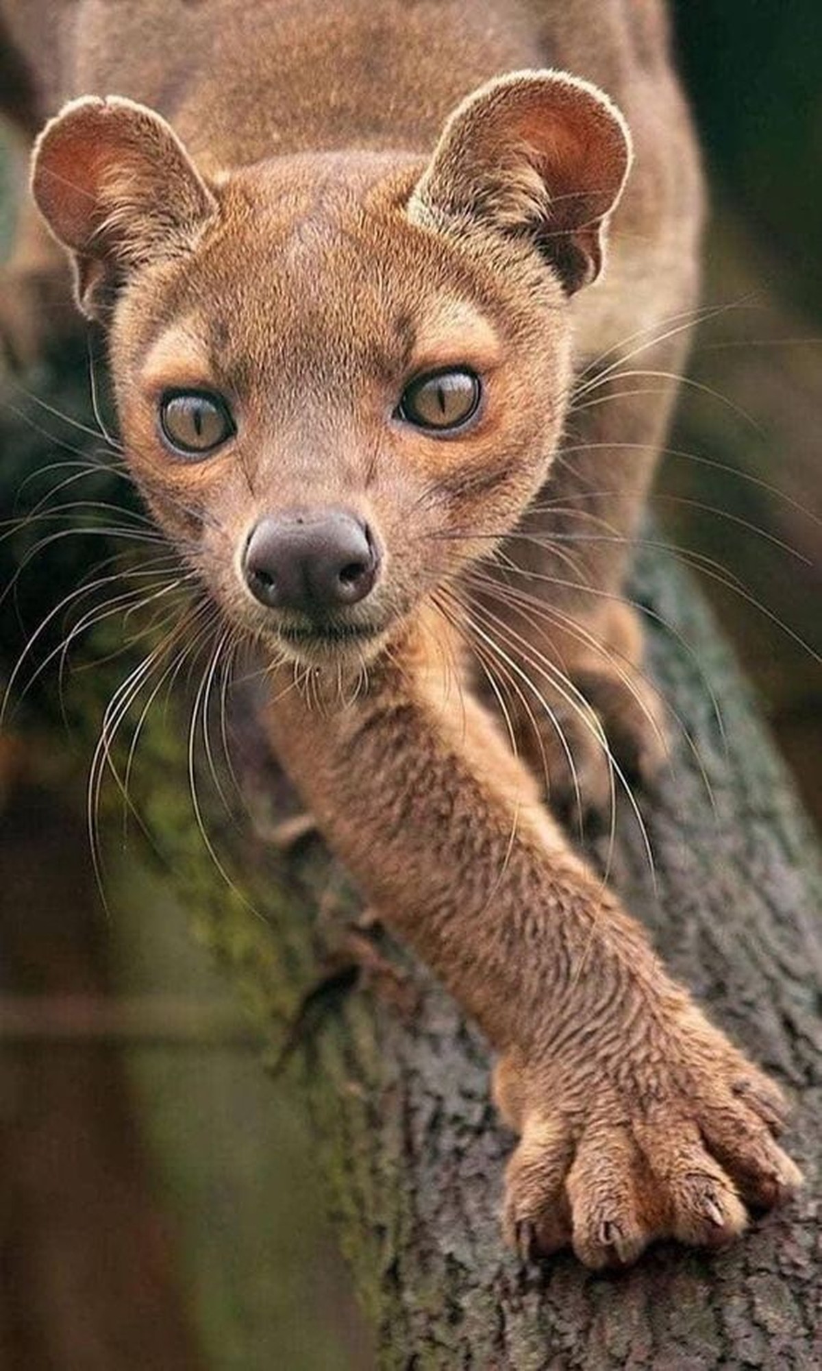 cute news tier fossa

https://ch.pinterest.com/pin/37858453111735668/