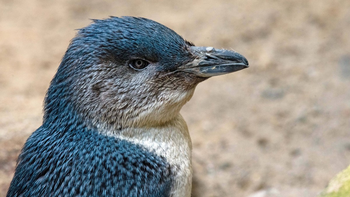 Little Blue Penguins: Eudyptula minor Close-up of a Little Blue Penguins Eudyptula minor in Sydney, NSW, Australia. Sydney NSW Australia Copyright: xTaraxMalhotrax