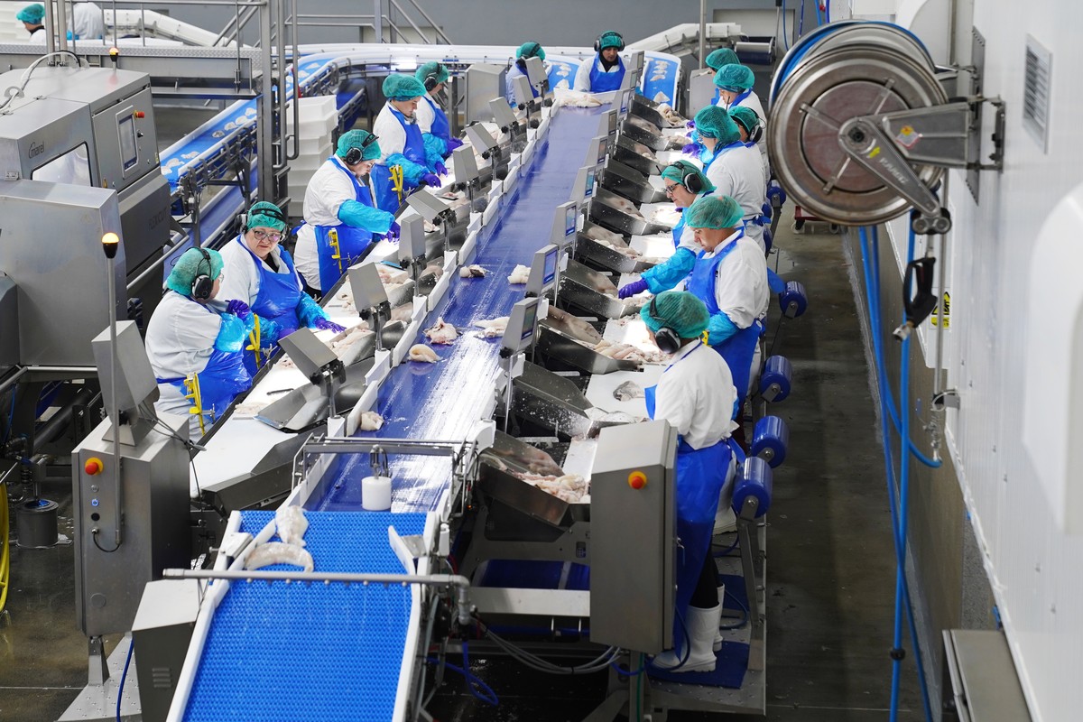 Workers process fish at Visir's fish processing facility in Grindavik, Iceland, Friday, Aug. 14, 2026. (AP Photo/James Brooks)
Iceland EU Vote