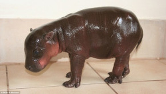 Baby-Nilpferd, Hippo
http://imgur.com/gallery/yw1ip