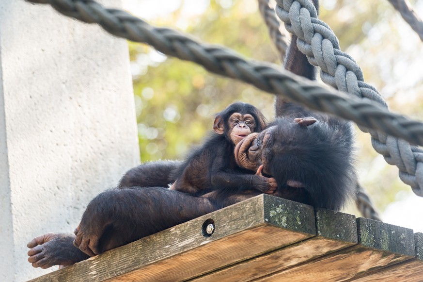 HANDOUT - Undatierte Aufnahme des neuen Schimpansenbabys Ponima mit ihrer Mutter Garissa im Zoo Basel, zur Verfuegung gestellt am Mittwoch, 8. August 2018. (HANDOUT ZOO BASEL/TORBEN WEBER) *** NO SALE ...