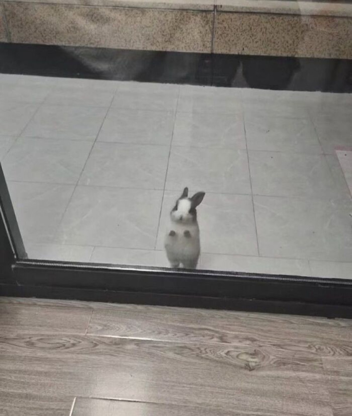 Cute News: Kleine Tiere