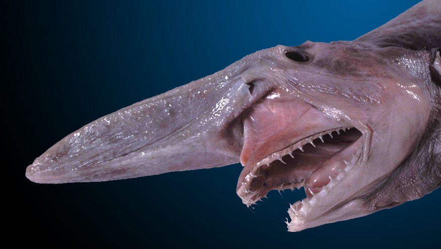«Ausserirdischer aus der Tiefe»: Rosa Körper, lange Nase, spitze Zähne sind charakteristisch für Koboldhaie.&nbsp;