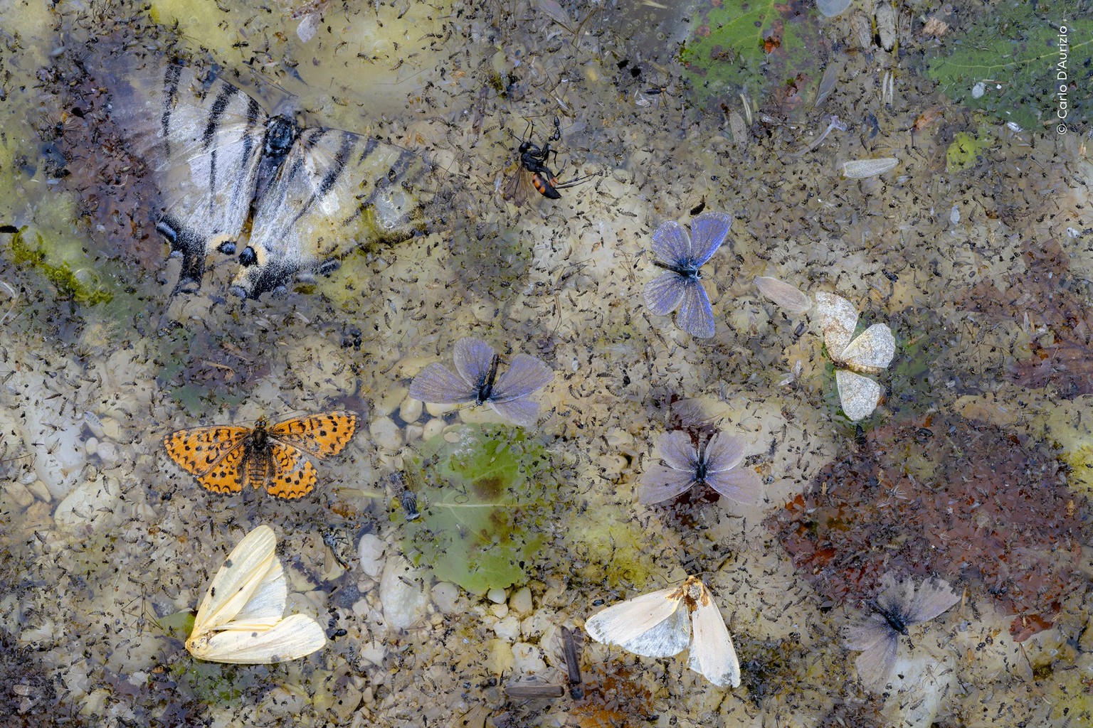 Fallen from the Sky. 

A collage of dead butterflies and moths trapped by the surface tension of the water floats in a stream in Italy.

It was a summer morning in the San Bartolomeo valley, in the Ma ...