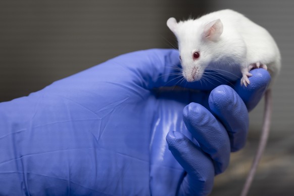 ARCHIVBILD ZUM NEIN ZUR TIERVERSUCHSVERBOTSINITIATIVE, AM SONNTAG, 13. FEBRUAR 2022 - Un technicien montre une souris de laboratoire dans une animalerie d&#039;un centre de recherche sur le cancer ce  ...