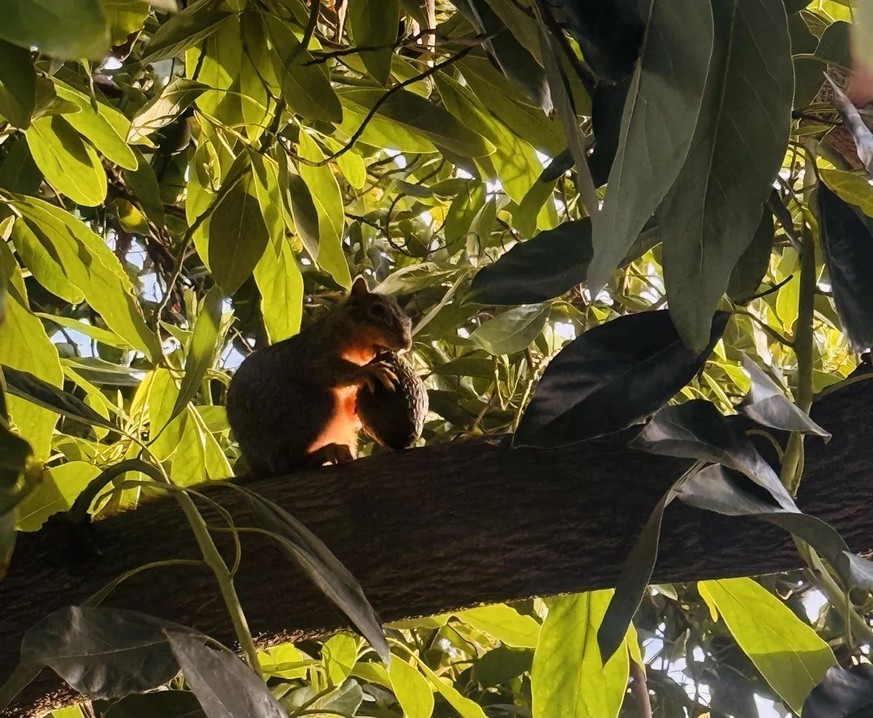 AccidentalRenaissance
Squirrel enjoying avocado

https://www.reddit.com/media?url=https%3A%2F%2Fpreview.redd.it%2Fsquirrel-enjoying-avocado-v0-tu05zjuux7tg1.jpeg%3Fwidth%3D1080%26crop%3Dsmart%26auto%3 ...