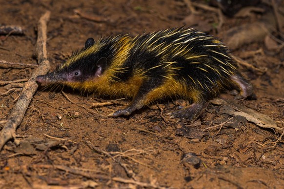 Eigentlicher Streifentenrek (Hemicentetes semispinosus), Analamazoatra, Andasibe Nationalpark, Ost-Madagaskar, Madagaskar, Afrika *** Actual stripling cluster Hemicentetes semispinosus Analamazoatra A ...