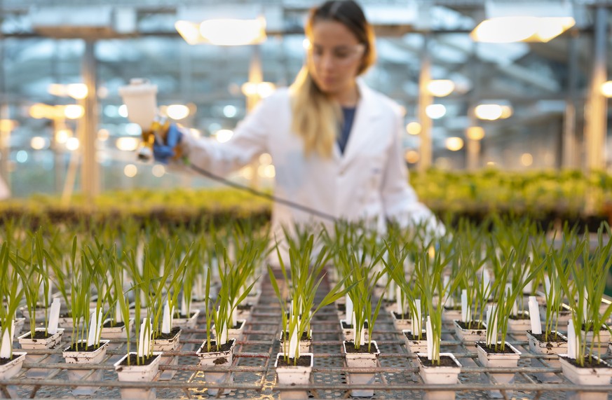 AVIS --- ZUR FORSCHUNG UND ENTWICKLUNG DER SYNGENTA CROP PROTECTION STELLEN WIR IHNEN FOLGENDES NEUES BILD ZUR VERFUEGUNG. WEITERE BILDER FINDEN SIE AUF visual.keystone-sda.ch --- Syngenta-Mitarbeiter ...