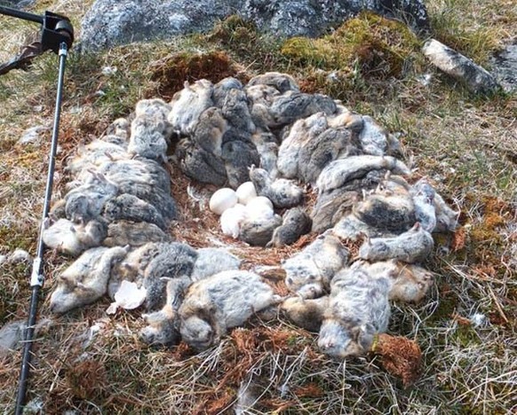 Jap. Es handelt sich um ein Nest aus getöteten Lemmingen. Nicht unbedingt, um sie alle zu essen, sondern einfach so. <a target="_blank" href="https://www.pri.org/stories/2014-03-23/good-years-snowy-owls-build-nests-out-dead-lemmings">Weil sie vorhanden waren.</a>