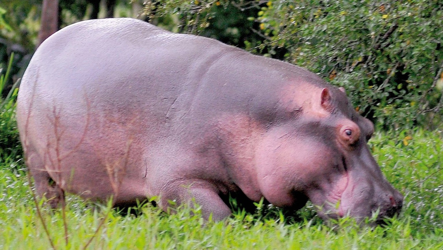 epa01792664 A handout photo provided by the Don Juan Magazine on 12 July 2009 shows one of the hippopotamus imported by late Colombian drugdealing boss, Pablo Escobar, to his famous farm called &#039; ...