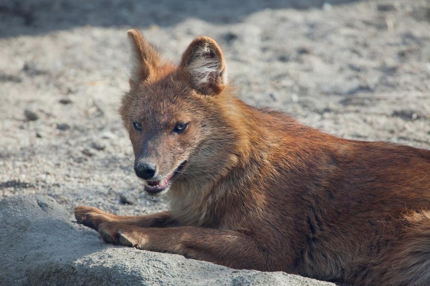 Rothund Cuon alpinus