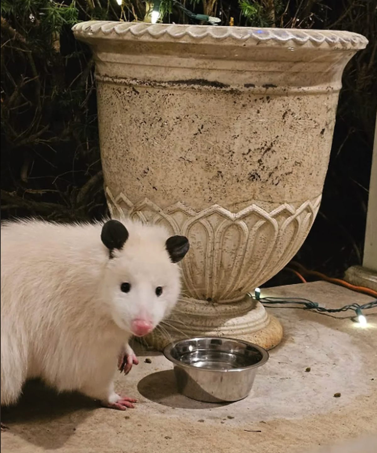 Weisses Opossum.

https://www.reddit.com/r/aww/comments/1hh40vb/white_opossum_my_aunt_snapped_a_pic_of/